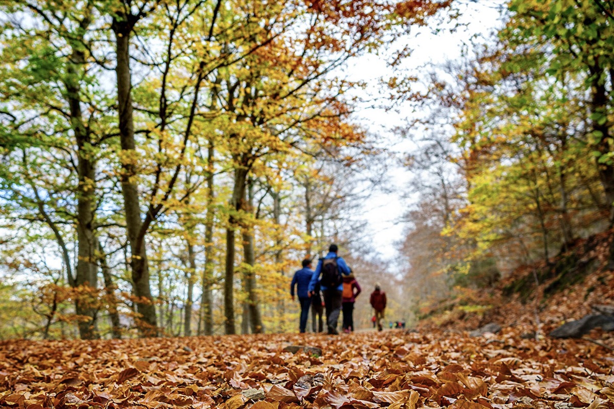 Walking in nature in Fall leaves