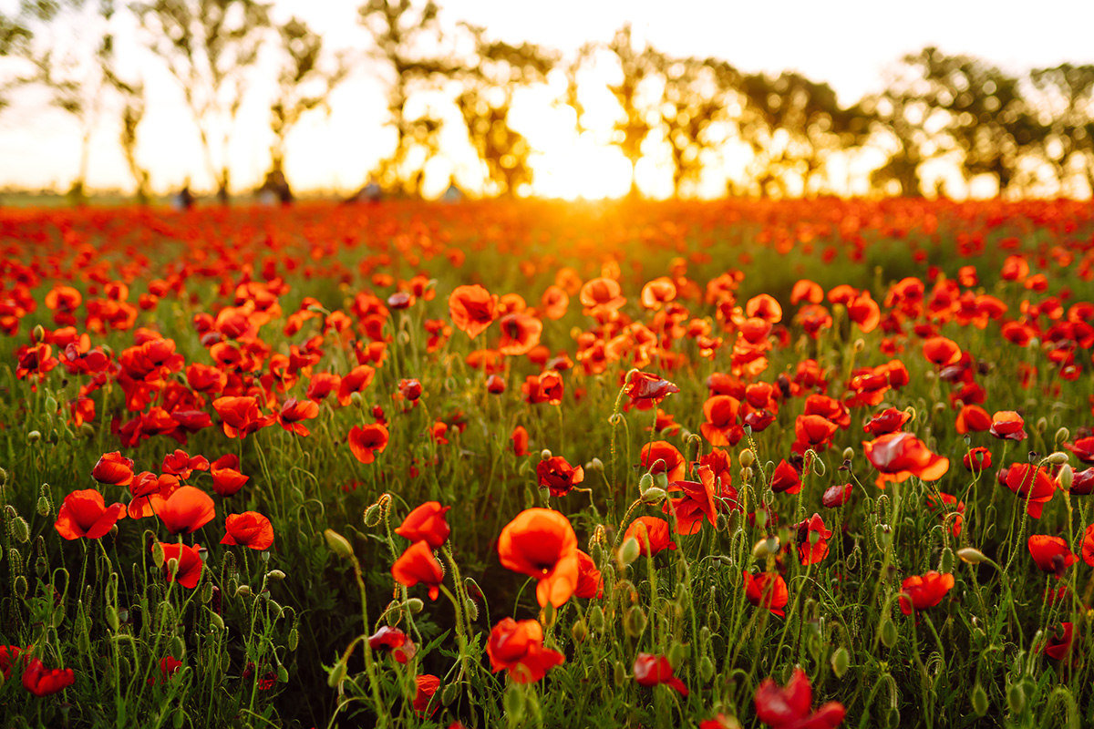 Close up of poppies in the sunset 